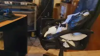 RelaxCat
