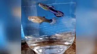 Guppy photos