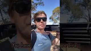 Have you seen this rare bird at the youyangs in Victoria #rareanimals