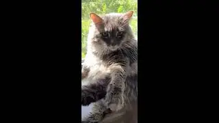 ДОМАШНИЙ ПЕДИКУР