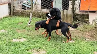 Chơi chung mà Loki cứ đòi ấy| 7 tuổi rồi vẫn thanh niên tính