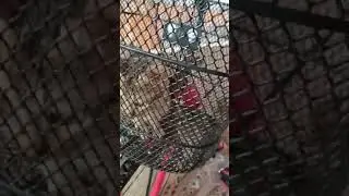 Mass 😎 | am a hero 😂am 😸 #vadivelu #gowndamani #funnyvideos #funnyanimals #funnydogs#funnycats #cute
