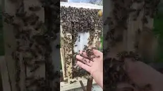 ДОБРАЯ ПАСЕКА. ПЧЕЛОПАКЕТЫ КАРНИКА