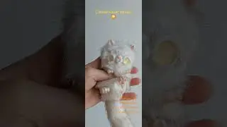 Котик с солнечными глазками😍☀️