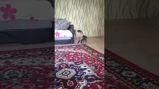 Гаврюша, Взять! 