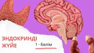 эндокринді жүйеге кіріспе| гипоталамус, гипофиз 1 - бөлім