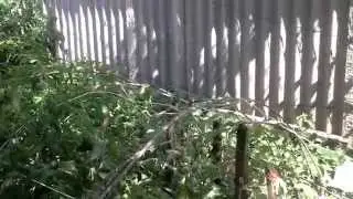 Пример видео