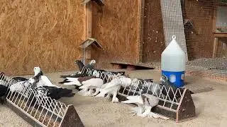 Голуби Tauben Pigeons  ￼ таджикская птица