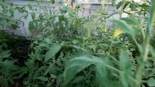 Томат Черный принц