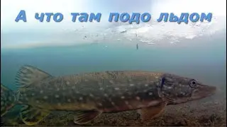 А что там подо льдом