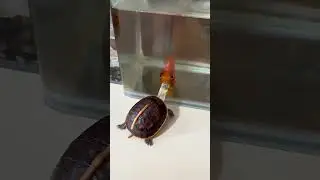 #shortvideo