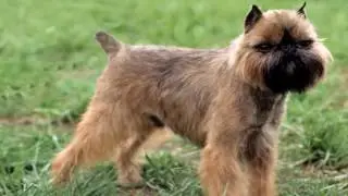 Brussels Griffon Parasite Prevention