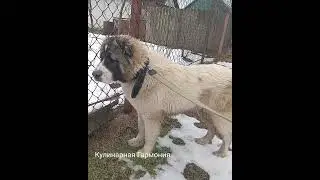 Кавказская овчарка Лекси на прогулке часть 2 #shorts #кулинарнаягармония #кавказскаяовчарка #собака