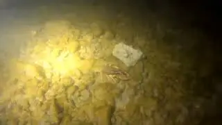 Подводный мир степной реки.