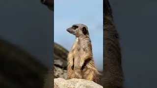 Cute Animal Videos 😍 // Funny Animals 😆 // Adorable Animals 2023