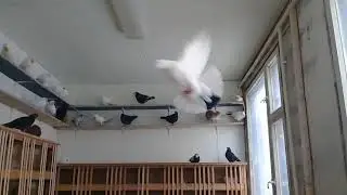 Advice from Gagik 83. Soda for pigeons! 02/07/18