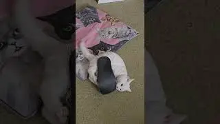 Маиза и тапочек🤣🤣🤣