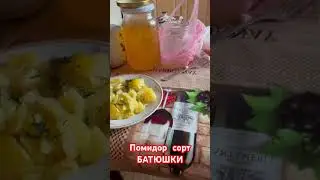 Помидор сорт БАТЮШКИ. 19.07.2024 Украина 🇺🇦