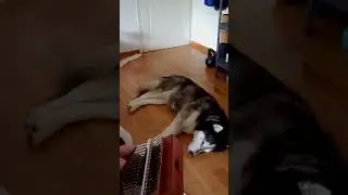 husky needs GENSHIN LULLABY to sleep