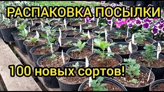 Получил посылку - 100 сортов хризантемы!!! Высадка в горшки.