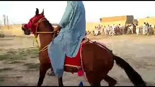 rehearsal horse Mela sultan ayub cattal duniya pur