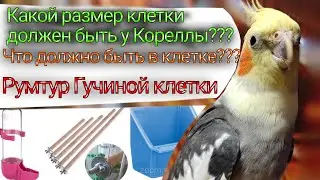 Какой размер клетки должен быть у Кореллы???Что должно быть в клетке???Румтур Гучиной клетки