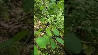 Eating Buckthorn 💀