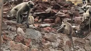 Обезьяны выясняют отношения по дороге в горный храм. Пушкар