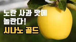 노란사과 시나노골드를 아십니까? (Feat. 정서웅 농부)