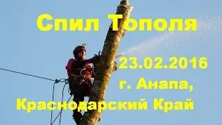 Спил Пирамидального Тополя, 23.02.2016, г. Анапа, Краснодарский Край