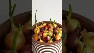 Onion growing - time lapse