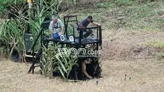Lihat Nih, Panglima TNI Lepas Harimau Sumatera