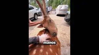 Why You Should NEVER Scratch a Moose’s Back… 😭