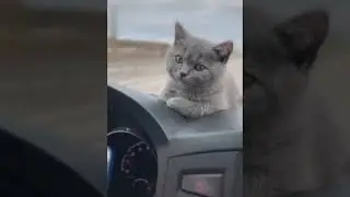 Спит придорожная трава. Забавные котики.