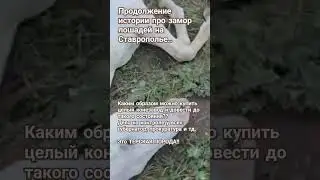 Замор лошадей - Ставропольский край.  Были  журавли,  теперь лошади.. #ставрополье #shorts