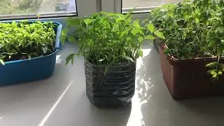 Огородница неуДачница Ужасно выращиваю рассаду Лайфхаки
