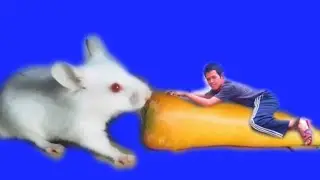 Makan wortel 🥕