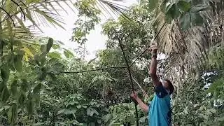 seru mikat burung!!!ini cara biar banyak burung kenak lem pulut