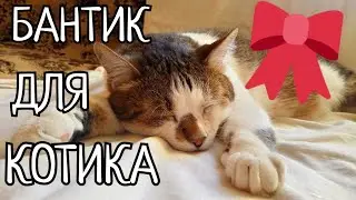 Стильный бантик 💫 на шею кошки своими руками.Такая мелочь, а глазу приятно и котик,как фотомодель))