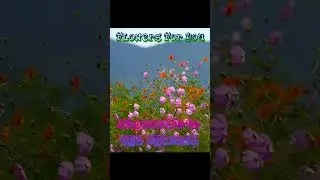 (FREE) LIL PEEP x XXXTENTACION x POLO G TYPE BEAT "FLOWERS FOR YOU" #shorts #sadacoustic #guitar