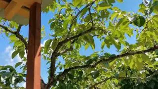 Сочи. Горное Лоо. Вечер. +30°C. 17.06.2023г.©