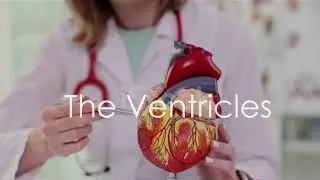 A Journey Through Your Body's