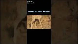 Дикая львица