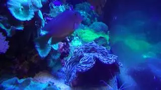 Clam life. Reef life 14.
