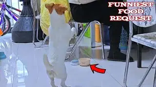 This Dog's Food Request is Unforgettable