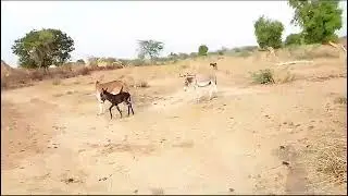 #Donkeylife