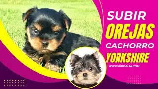 How to Fix and Help Raise Yorkshire Puppy's Ears