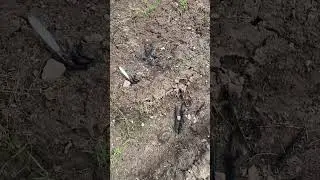 Съели сороку