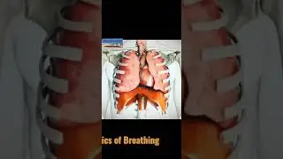Mechanics of Breathing