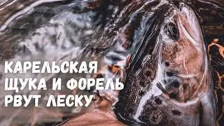 РЫБАЛКА В КАРЕЛЬСКОЙ ГЛУШИ.  Злая карельская щука и форель рвут леску и гнут спиннинг в дугу!